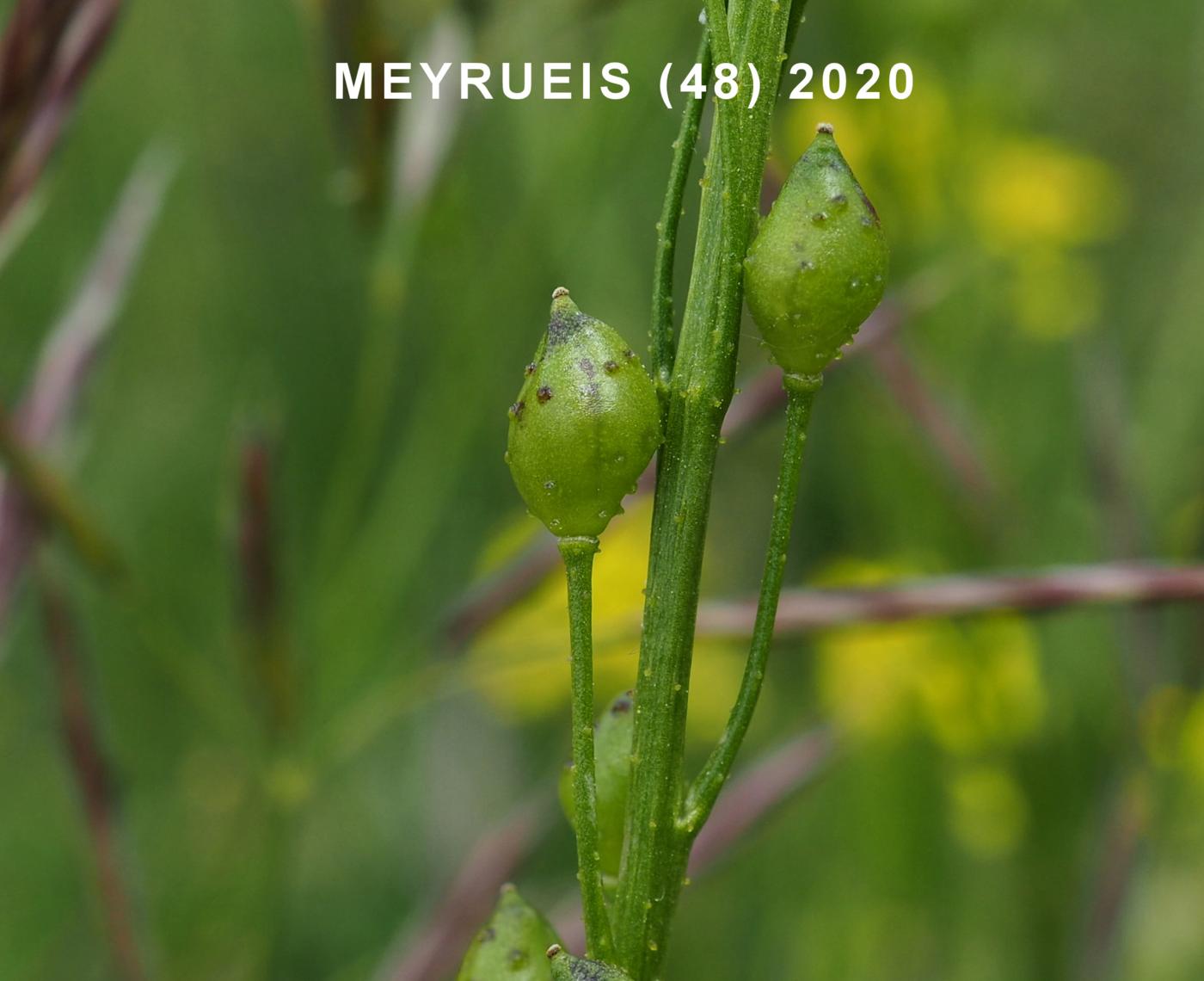 Corn Rocket, Eastern fruit